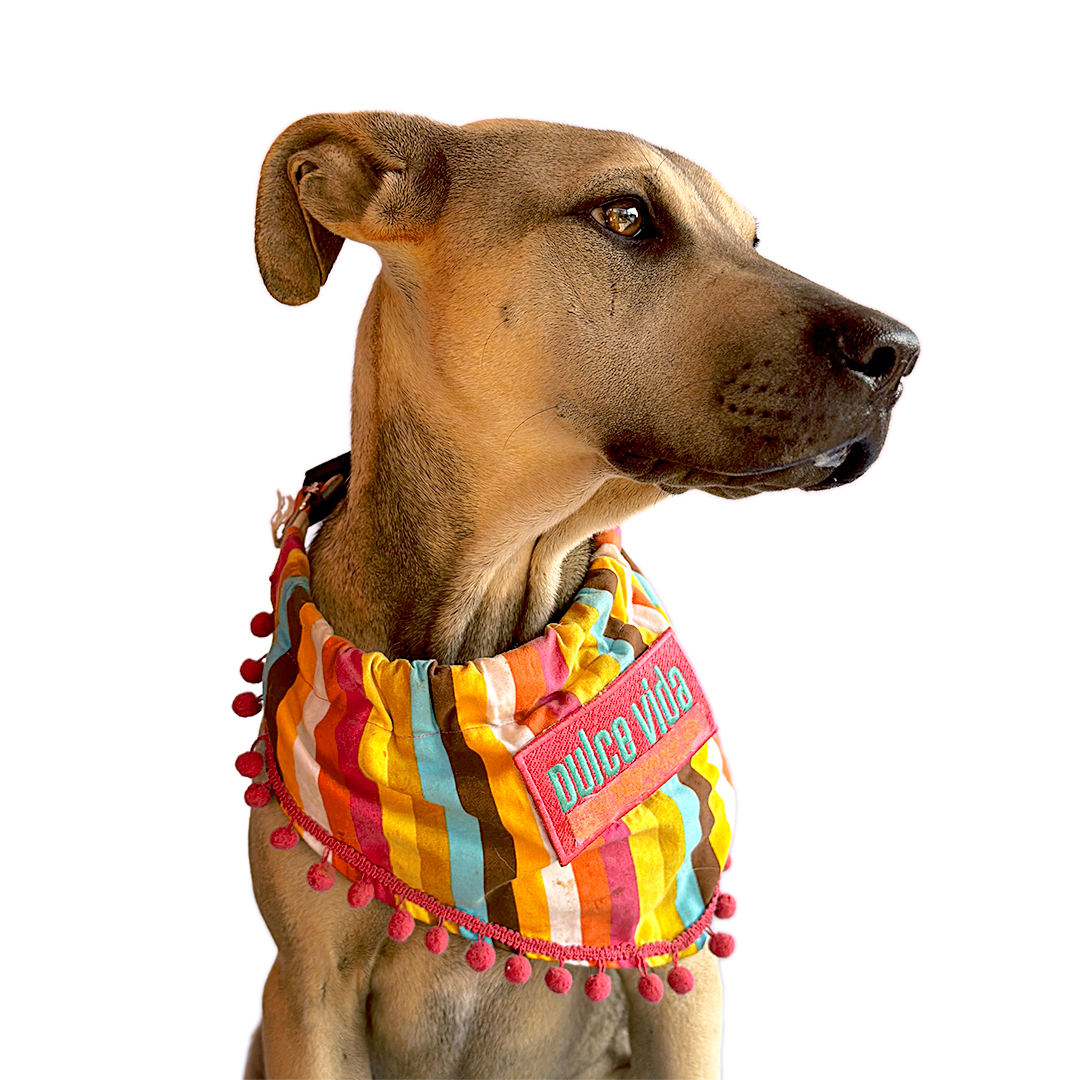 Enlarge TOFFEE, a Adoptable mixed breed in San Diego, CA image 6/6