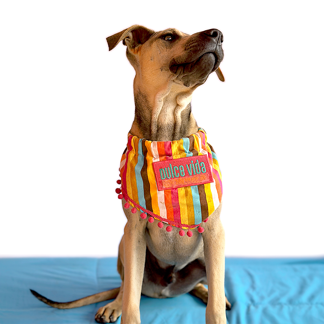 Enlarge TOFFEE, a Adoptable mixed breed in San Diego, CA image 4/6