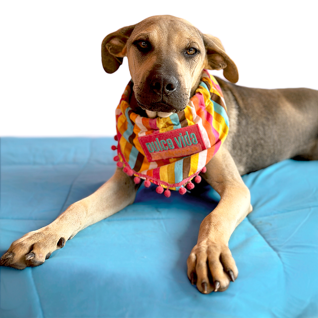 Enlarge TOFFEE, a Adoptable mixed breed in San Diego, CA image 1/6