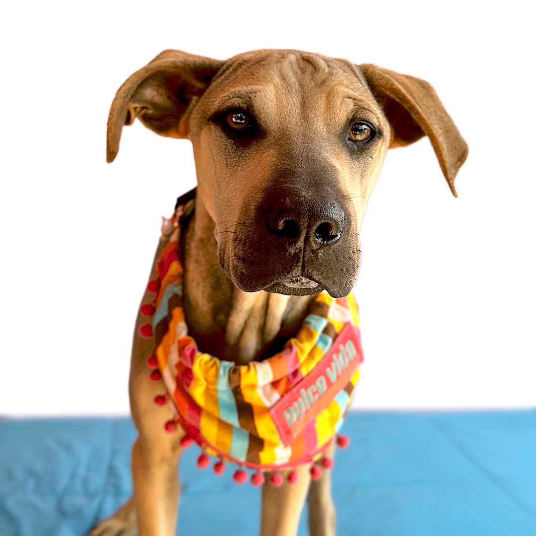Enlarge TOFFEE, a Adoptable mixed breed in San Diego, CA image 2/6