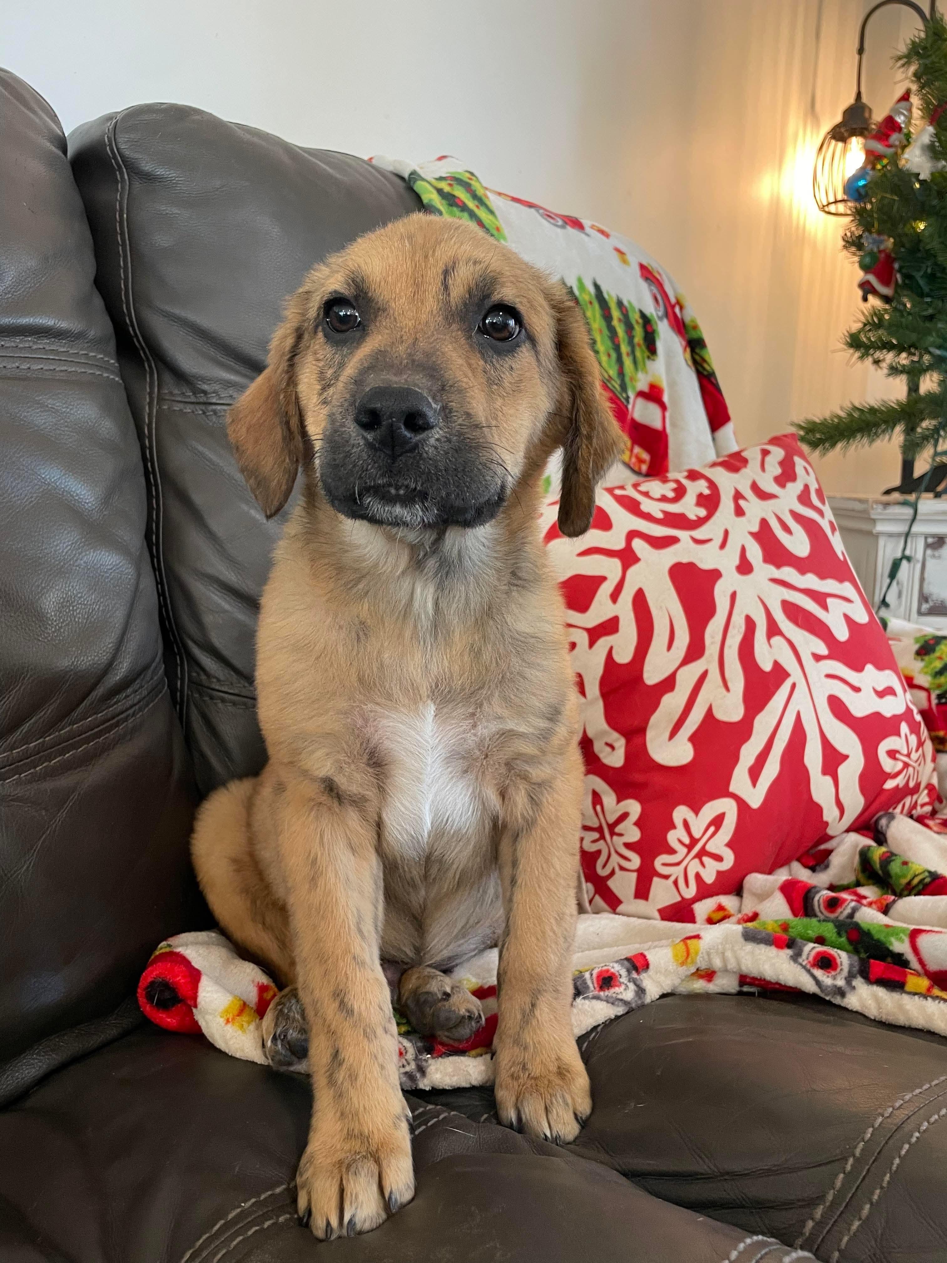 Louie, ADOPTABLE, Puppy Male German Shepherd Dog & Hound.