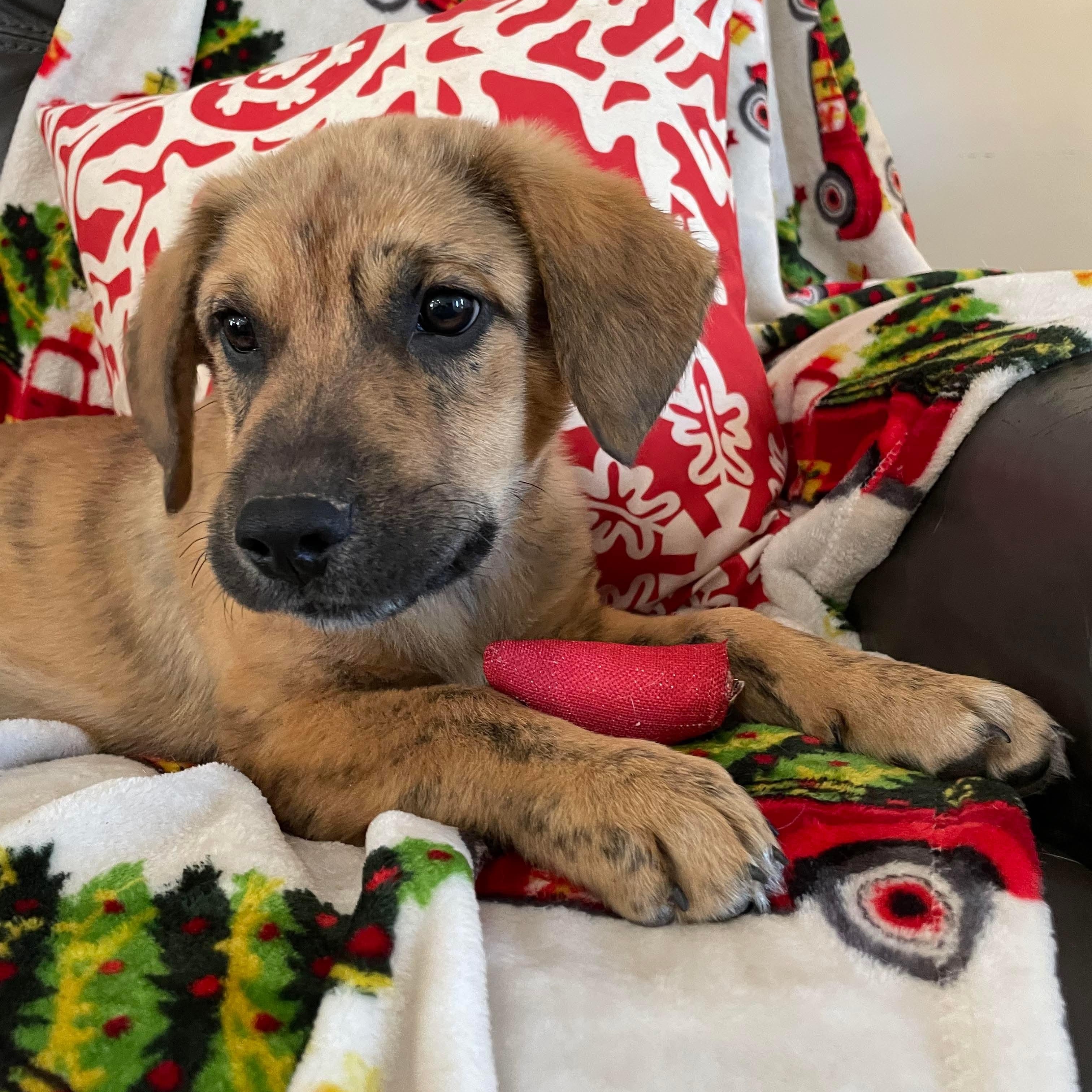 Louie, a ADOPTABLE mixed breed in Chepachet, RI image 2/5