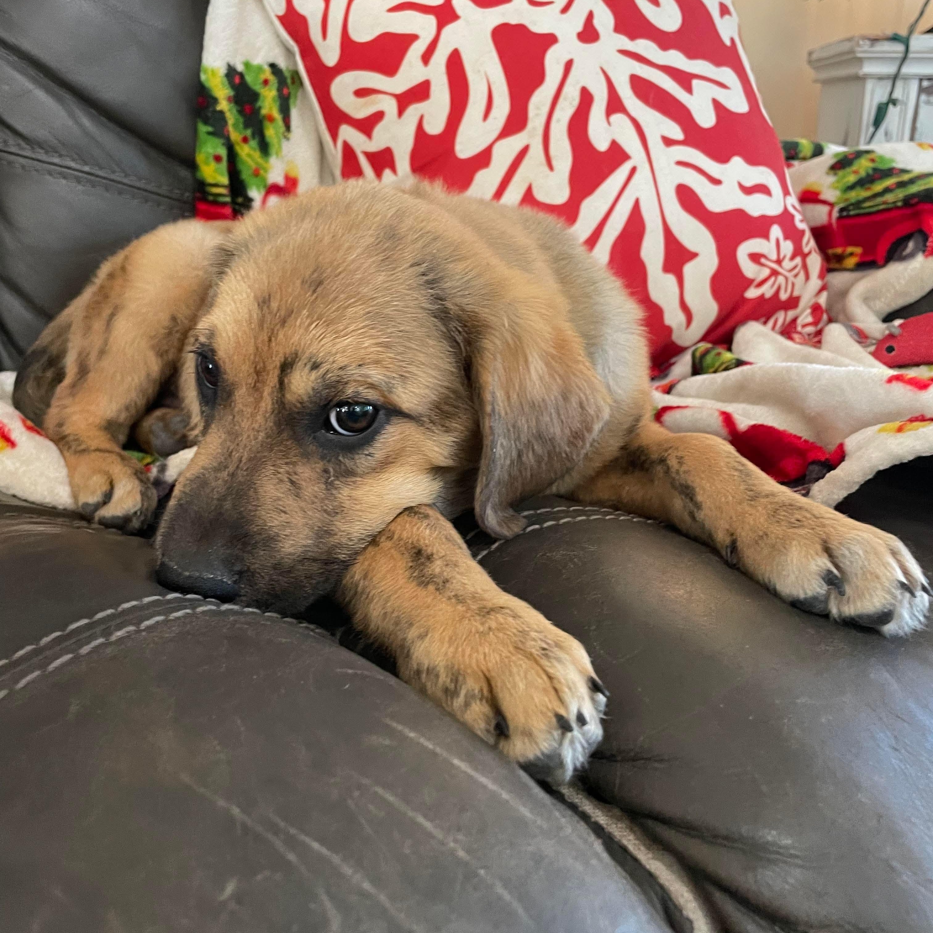 Louie, a ADOPTABLE mixed breed in Chepachet, RI image 3/5