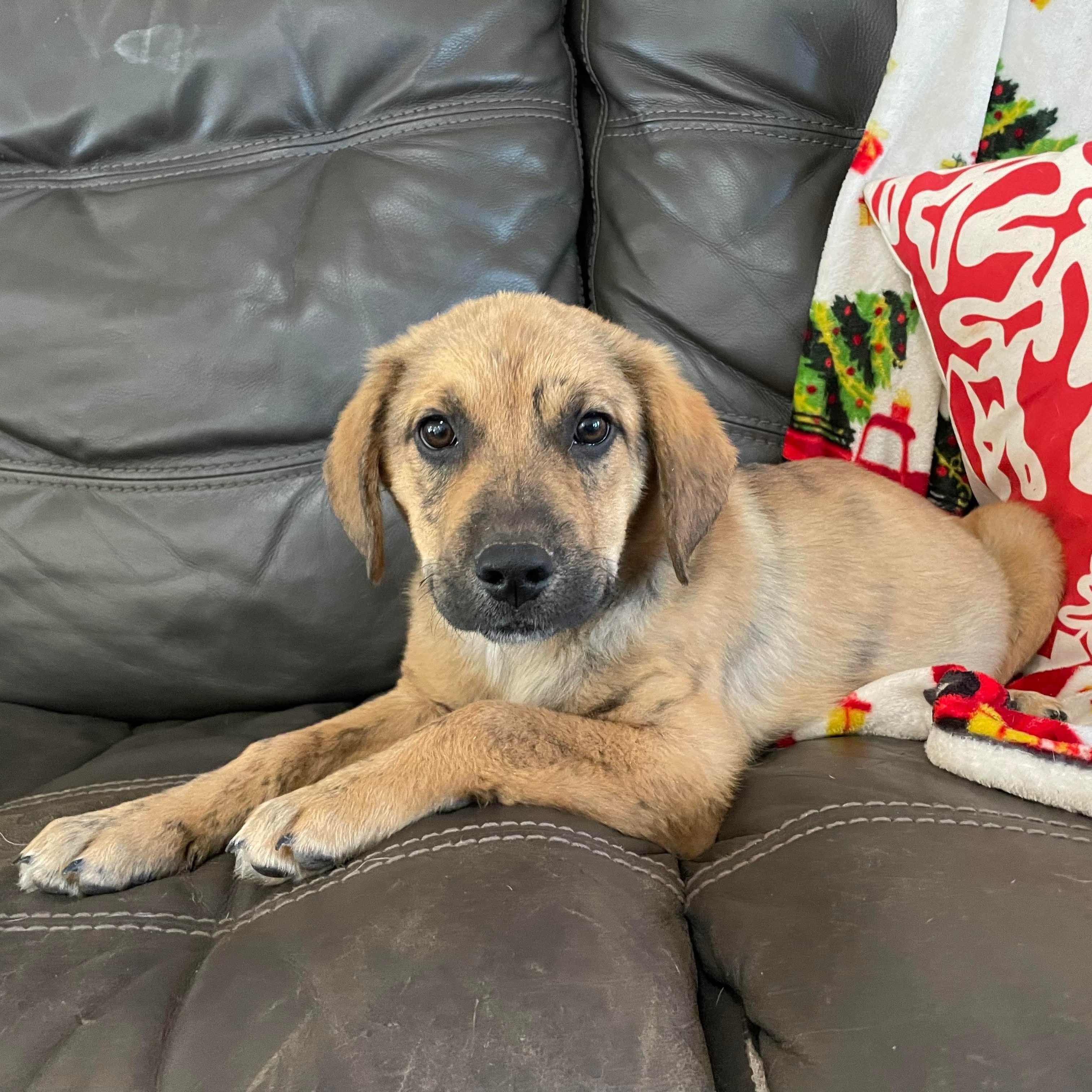 Louie, a ADOPTABLE mixed breed in Chepachet, RI image 4/5