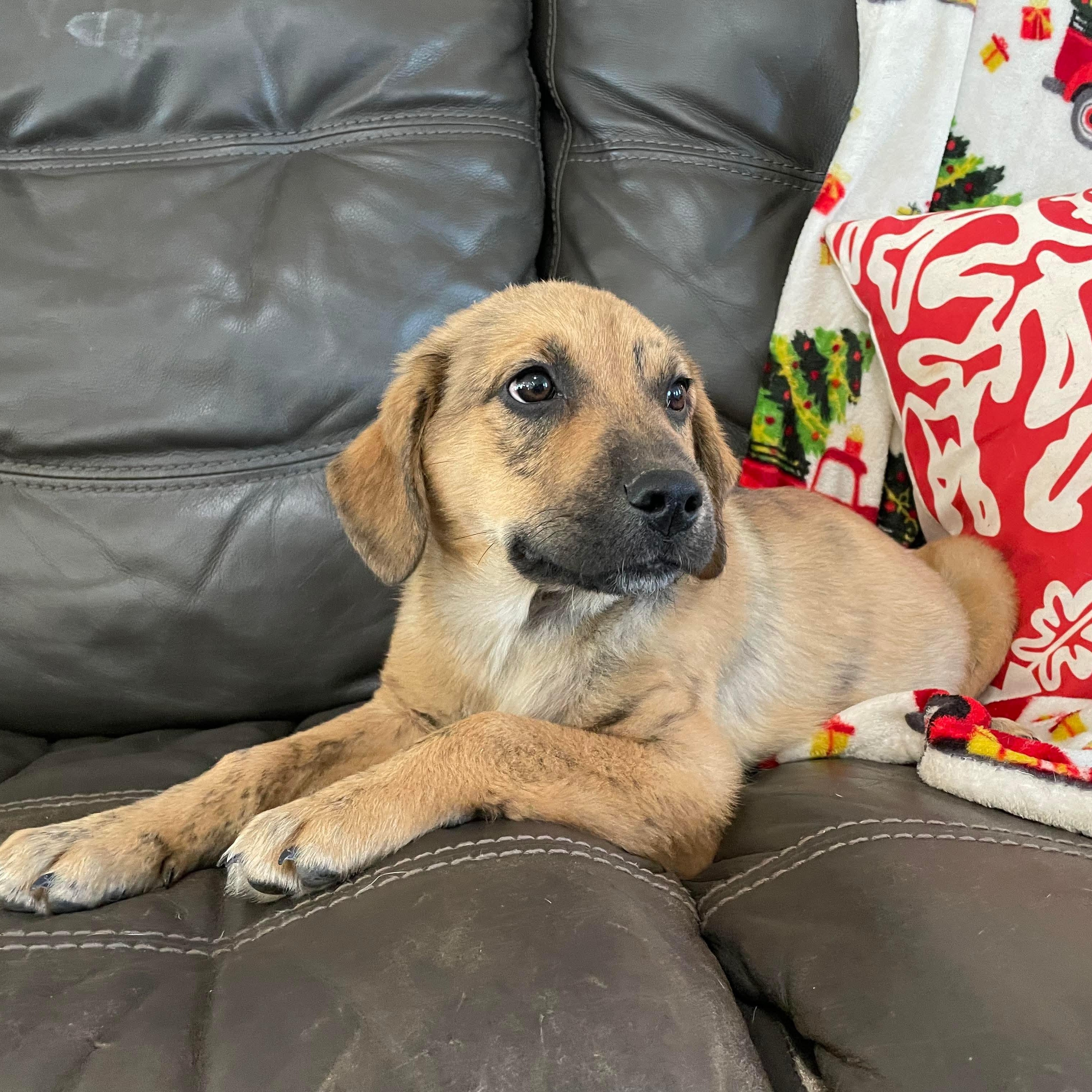 Louie, a ADOPTABLE mixed breed in Chepachet, RI image 5/5