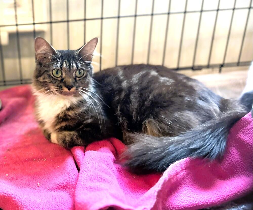 Enlarge Roberta, a Adopted mixed breed in Mooresville, NC image 2/5