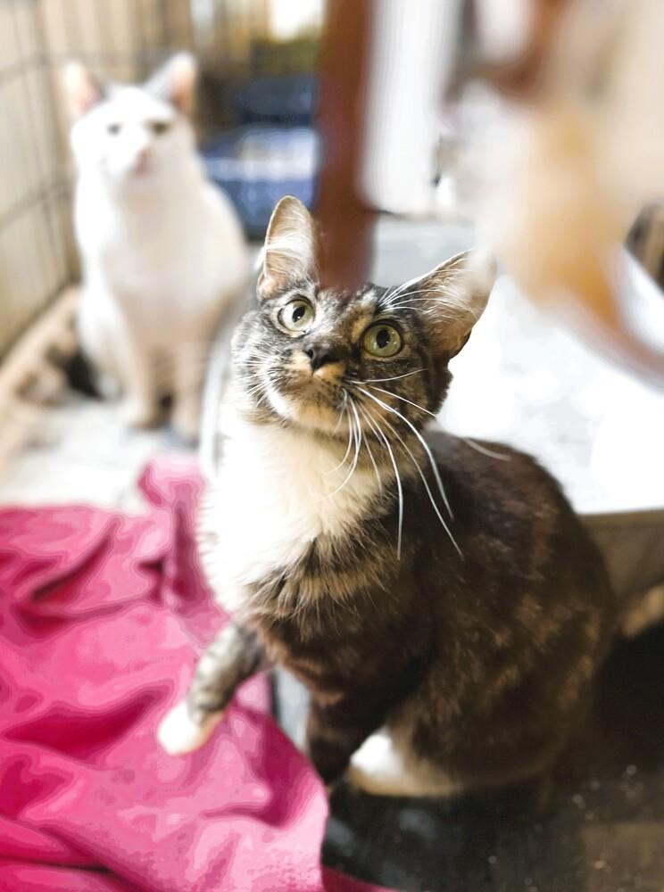 Enlarge Roberta, a Adopted mixed breed in Mooresville, NC image 3/5