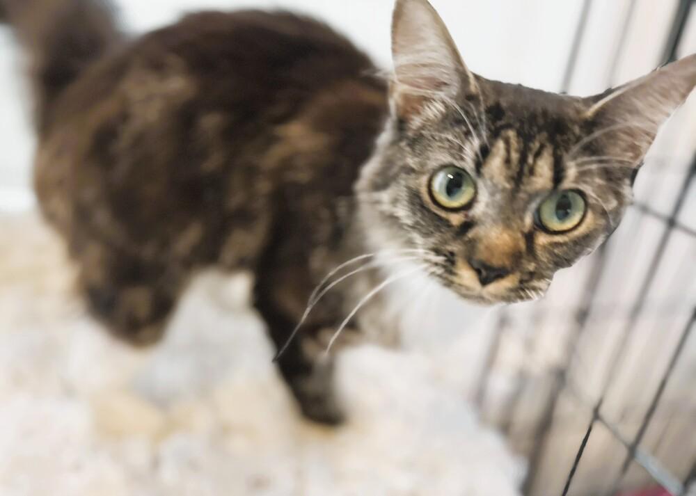 Enlarge Roberta, a Adopted mixed breed in Mooresville, NC image 4/5