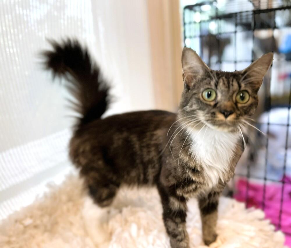 Enlarge Roberta, a Adopted mixed breed in Mooresville, NC image 5/5