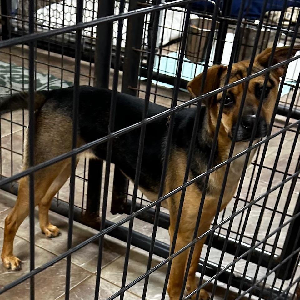 Enlarge Zara, a Adoptable mixed breed in Bartonsville, PA image 6/6