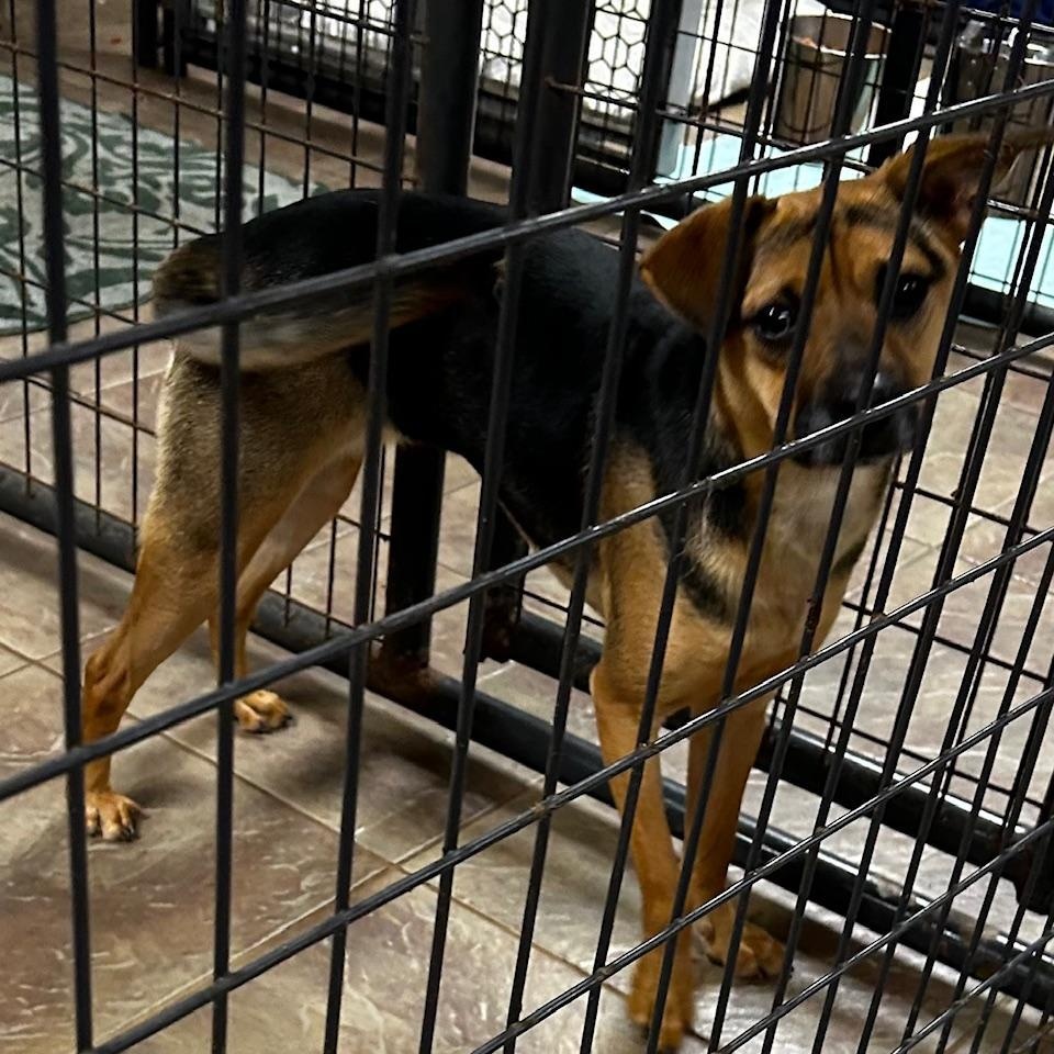 Enlarge Zara, a Adoptable mixed breed in Bartonsville, PA image 5/6