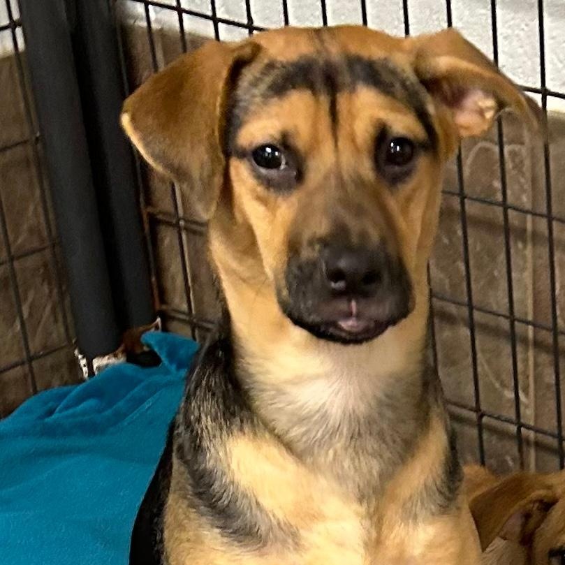 Zara, a Adoptable mixed breed in Bartonsville, PA image 2/3