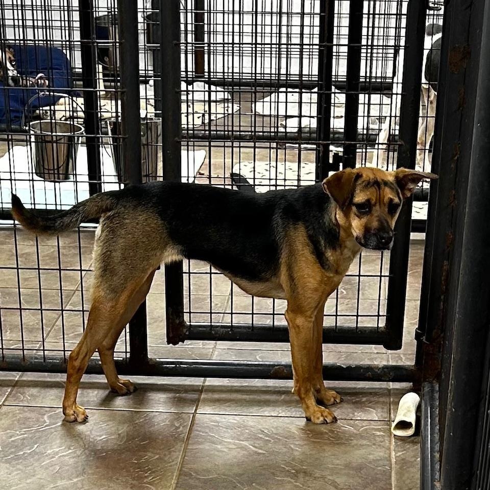 Zara, Adoptable, Puppy Female Shepherd.