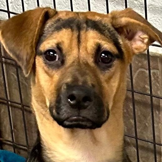 Zara, Adoptable, Puppy Female Shepherd.