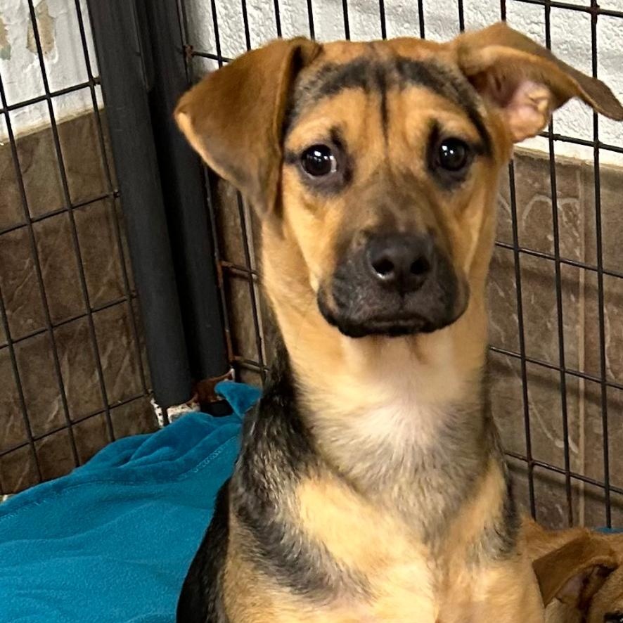 Zara, a Adoptable mixed breed in Bartonsville, PA image 3/3