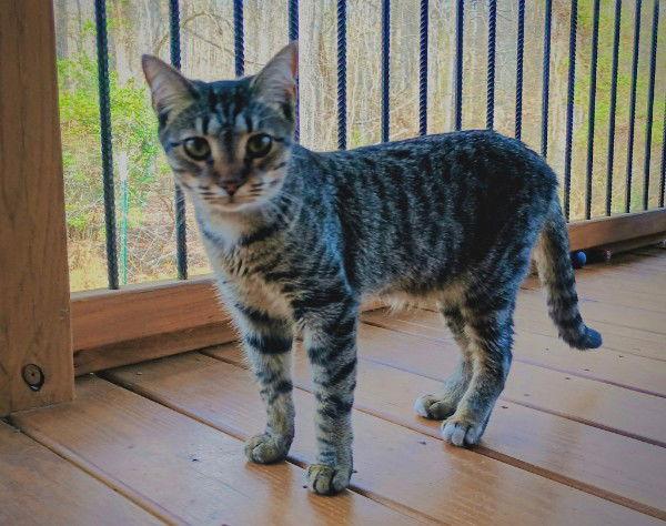 Chive, a Adoptable mixed breed in Pittsboro, NC image 1/3