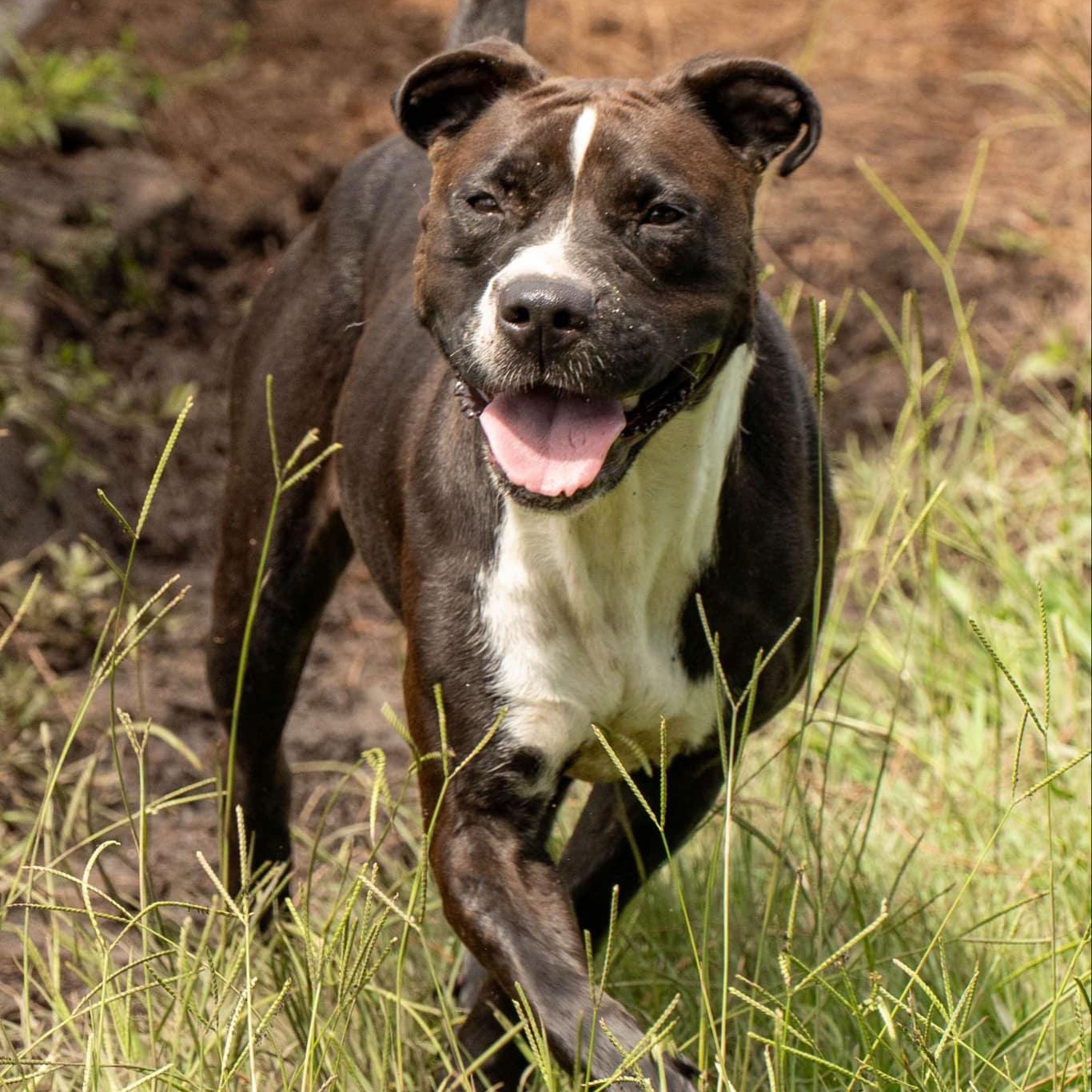 Delilah - in boarding foster, adoptable, Adult Female Mixed Breed.