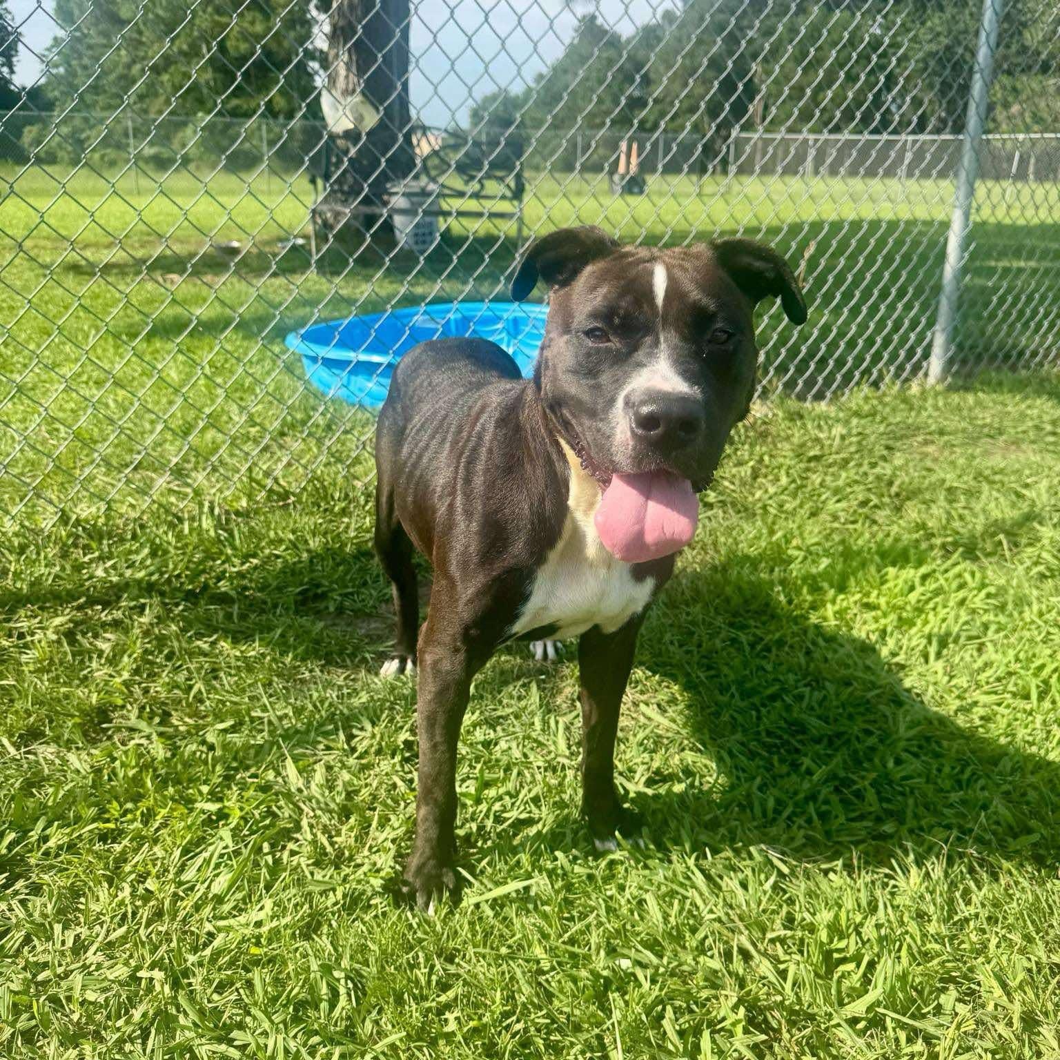 Enlarge Delilah - in boarding foster, an adoptable Mixed Breed in Myrtle Beach, SC image 2/5