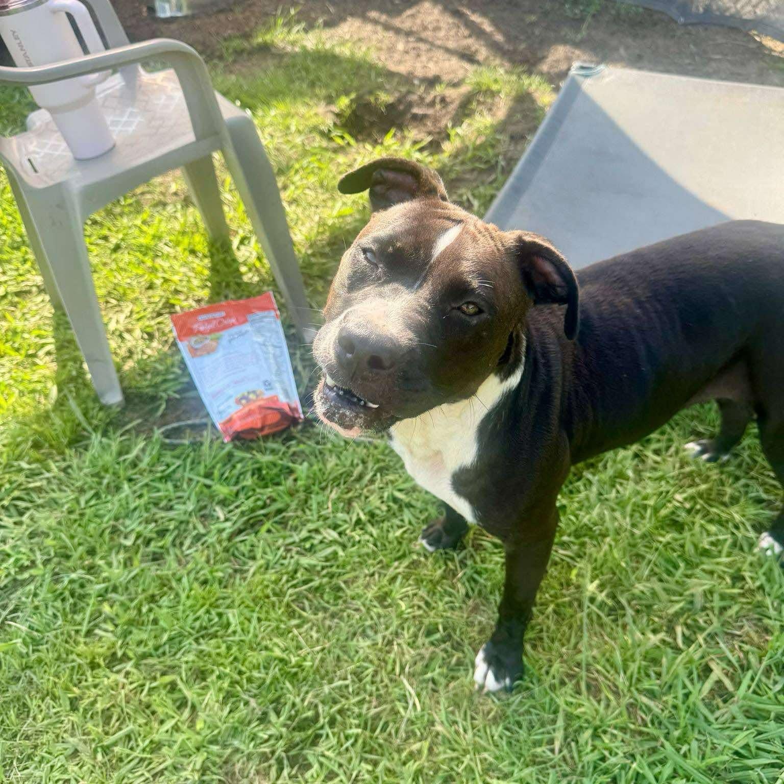 Enlarge Delilah - in boarding foster, an adoptable Mixed Breed in Myrtle Beach, SC image 4/5
