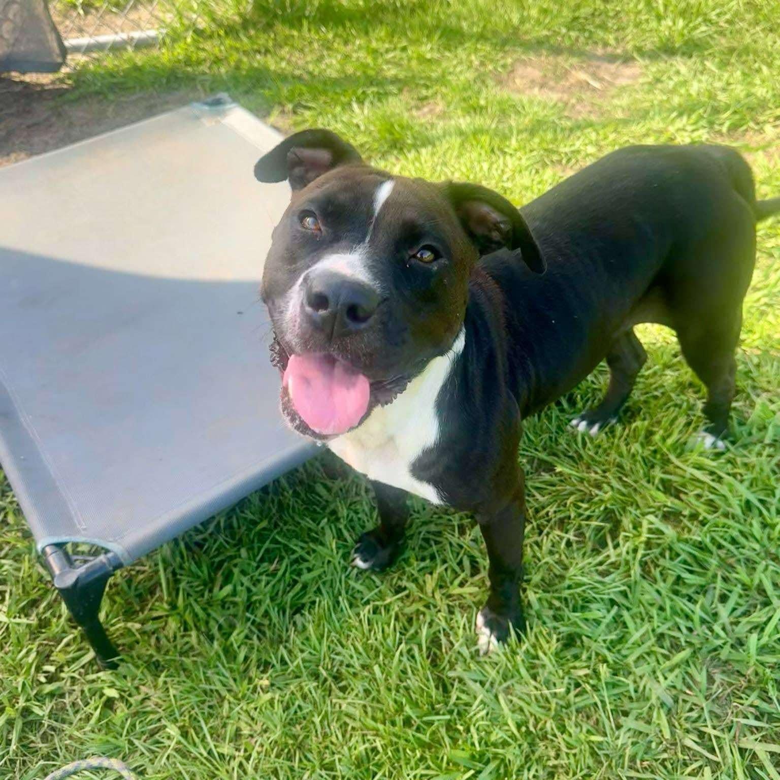 Enlarge Delilah - in boarding foster, an adoptable Mixed Breed in Myrtle Beach, SC image 5/5