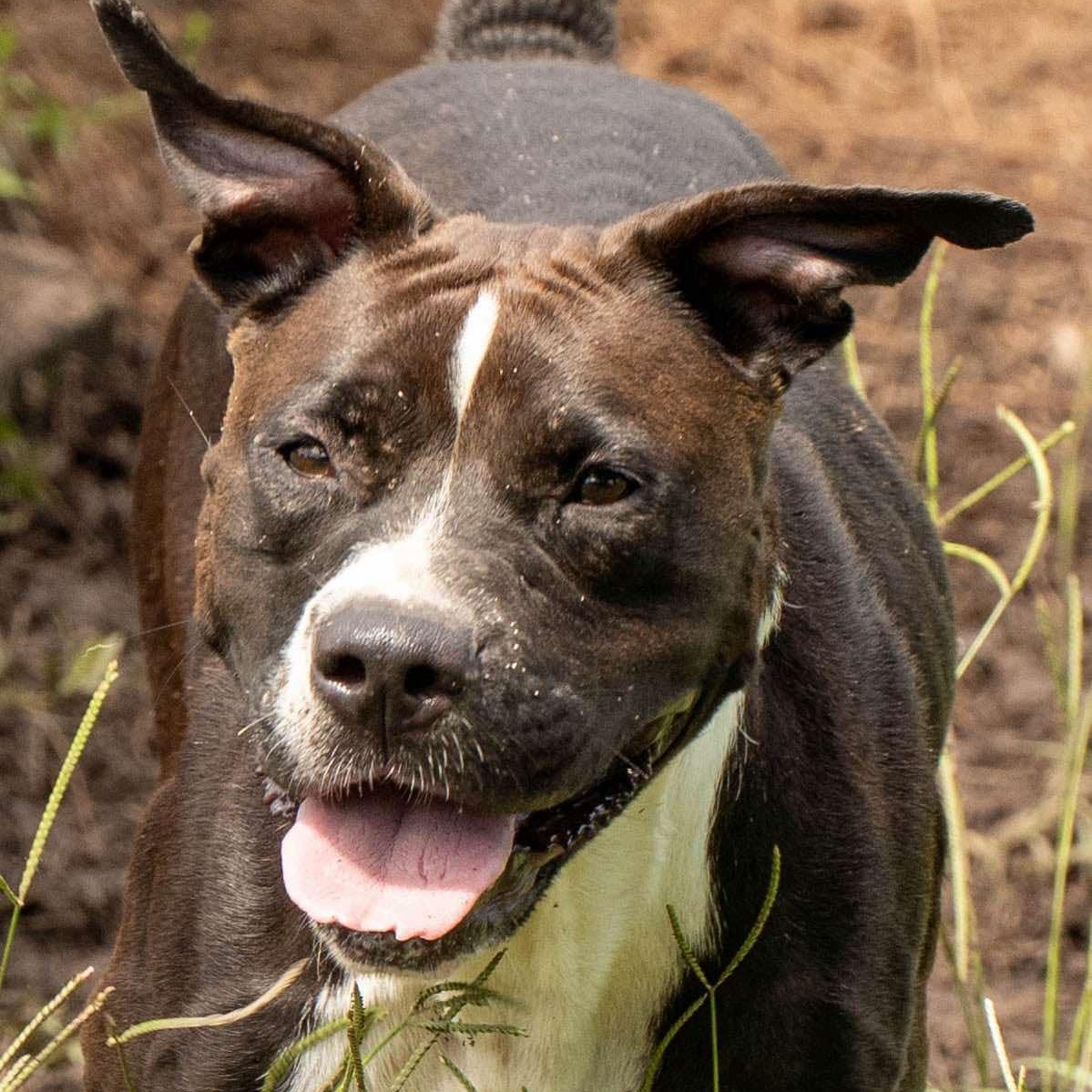 Enlarge Delilah - in boarding foster, an adoptable Mixed Breed in Myrtle Beach, SC image 3/5