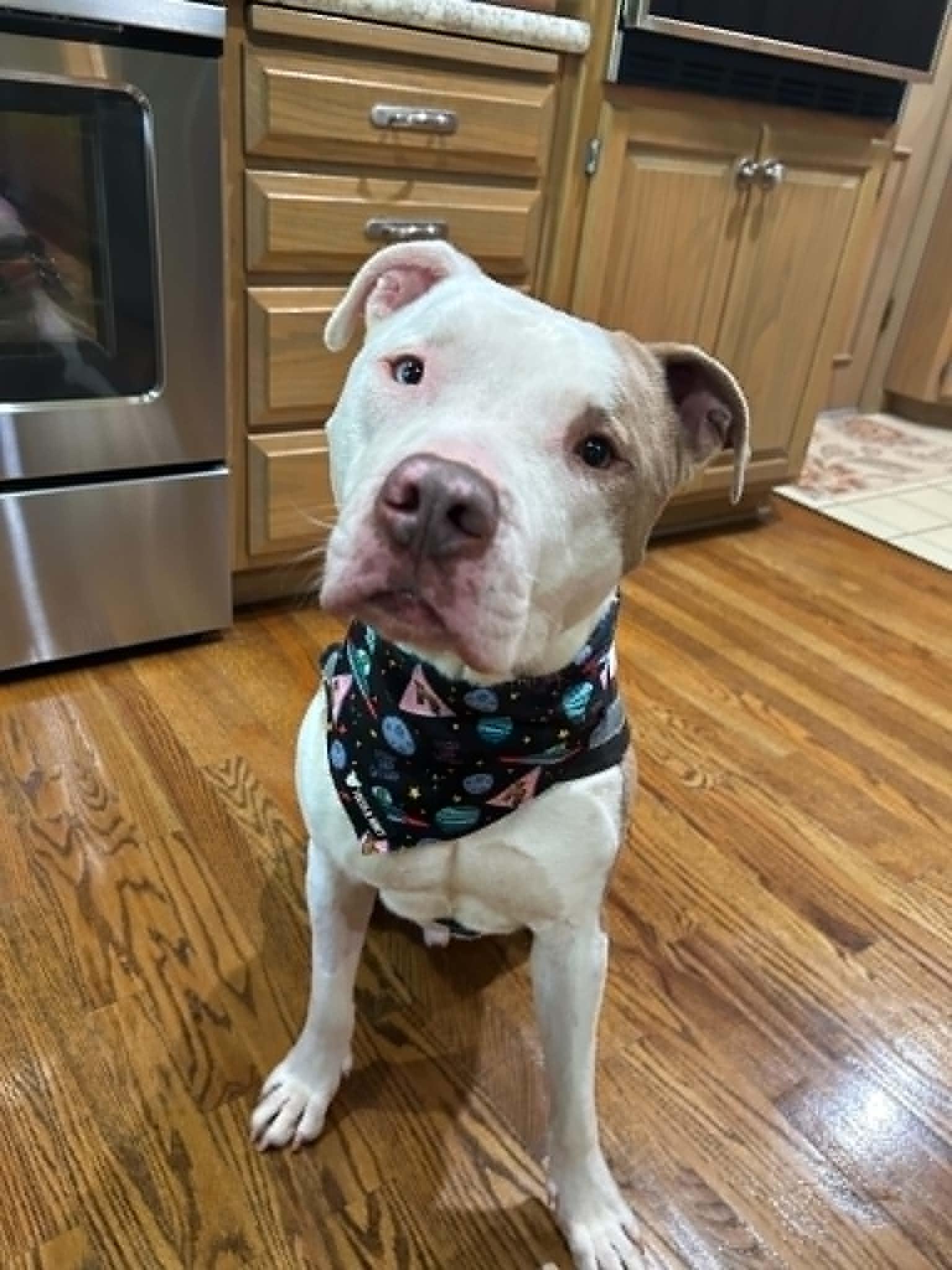 Kayden, Adoptable, Adult Male Pit Bull Terrier & American Bulldog.