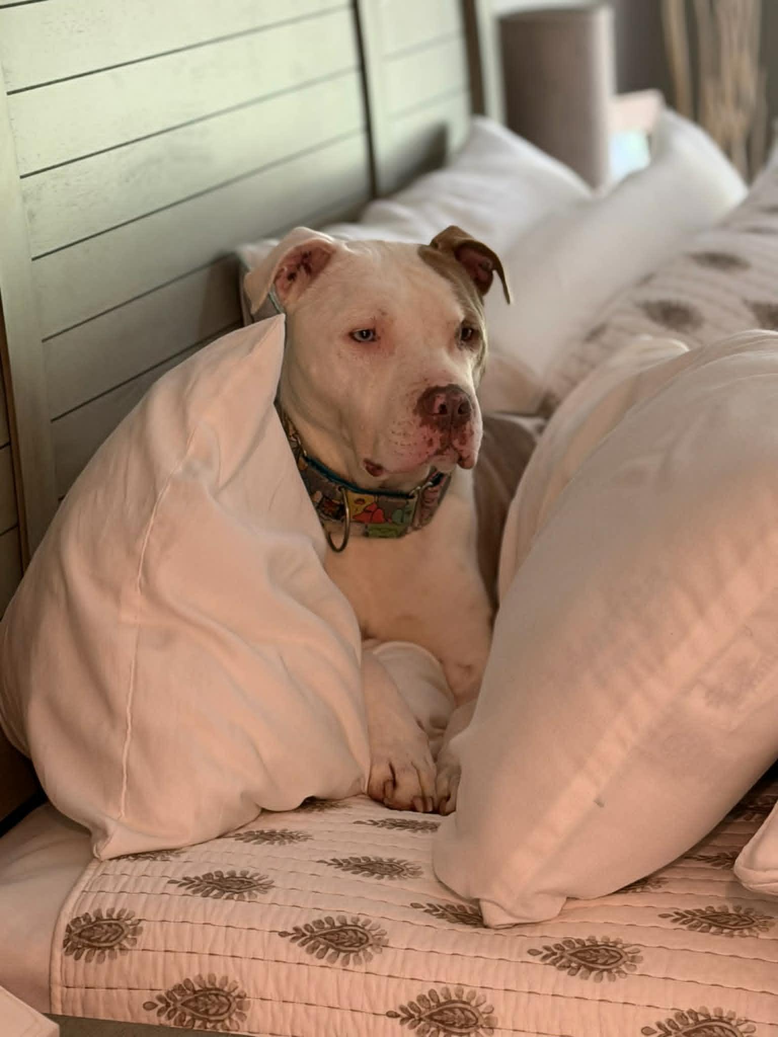 Kayden, a Adoptable mixed breed in Kansas City, MO image 2/6