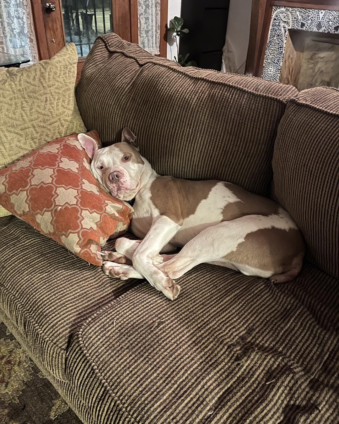 Kayden, Adoptable, Adult Male Pit Bull Terrier & American Bulldog.