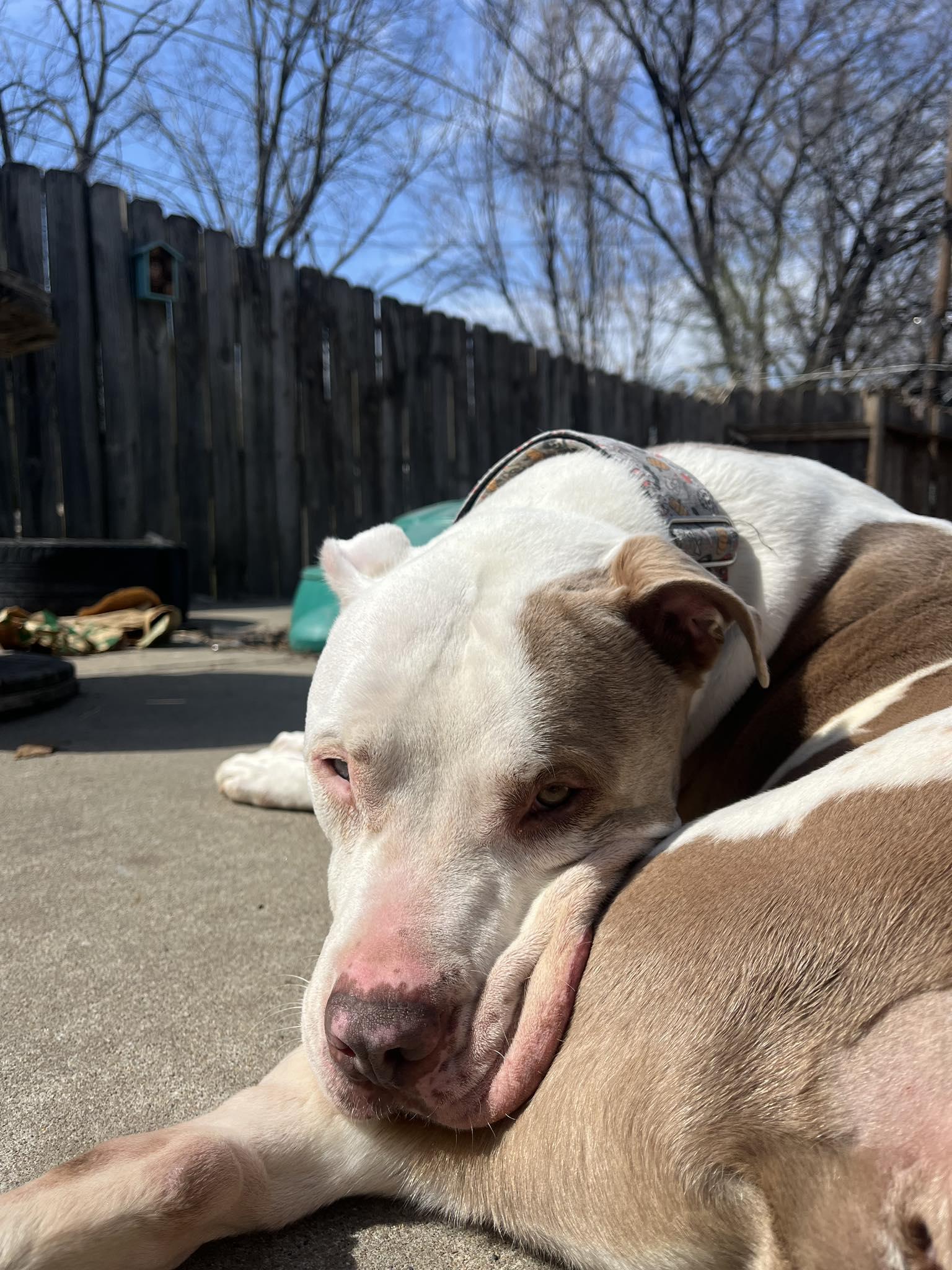 Enlarge Kayden, a Adoptable mixed breed in Kansas City, MO image 1/6