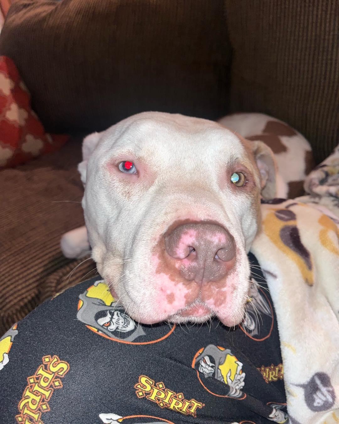 Enlarge Kayden, a Adoptable mixed breed in Kansas City, MO image 4/6