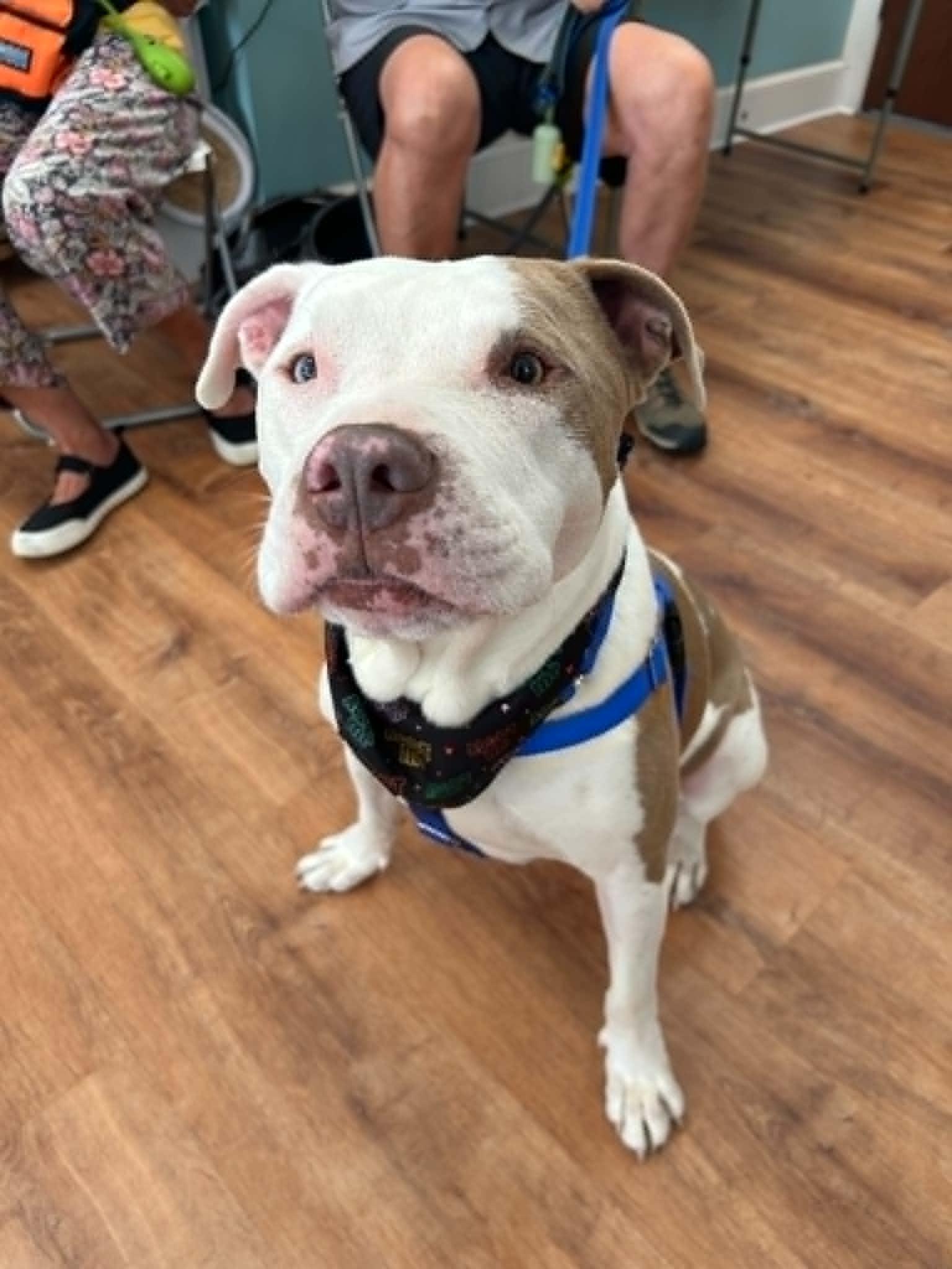 Kayden, a Adoptable mixed breed in Kansas City, MO image 5/6