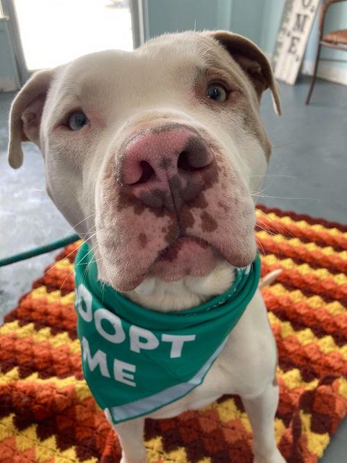 Enlarge Kayden, a Adoptable mixed breed in Kansas City, MO image 3/3