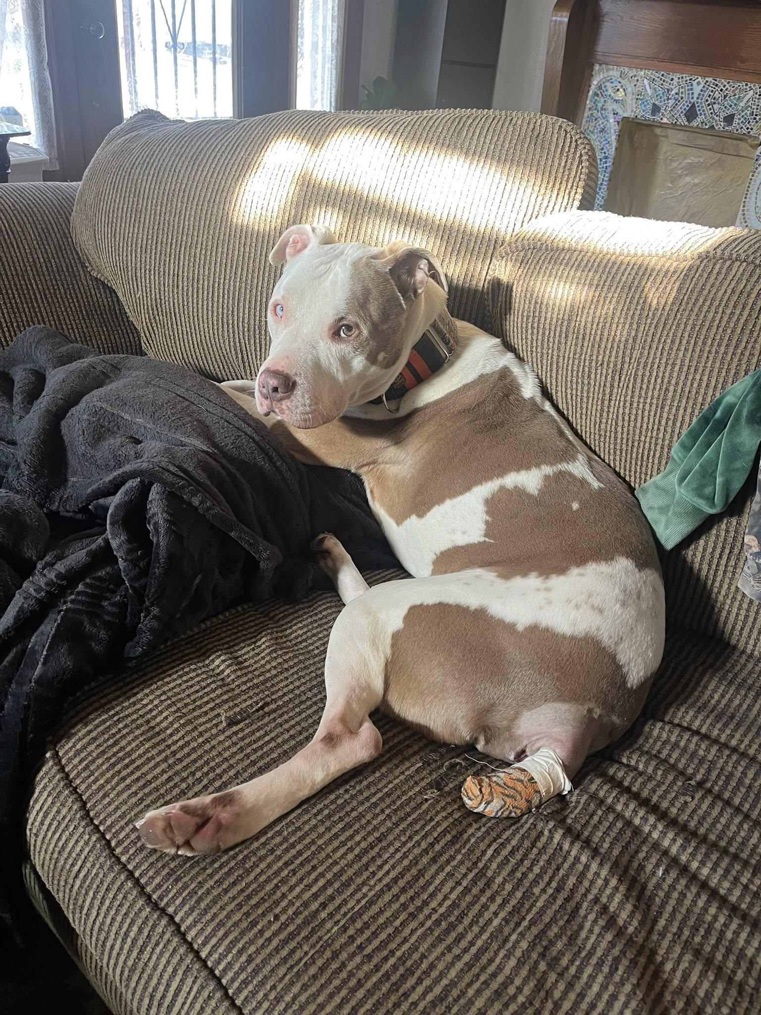 Enlarge Kayden, a Adoptable mixed breed in Kansas City, MO image 5/6