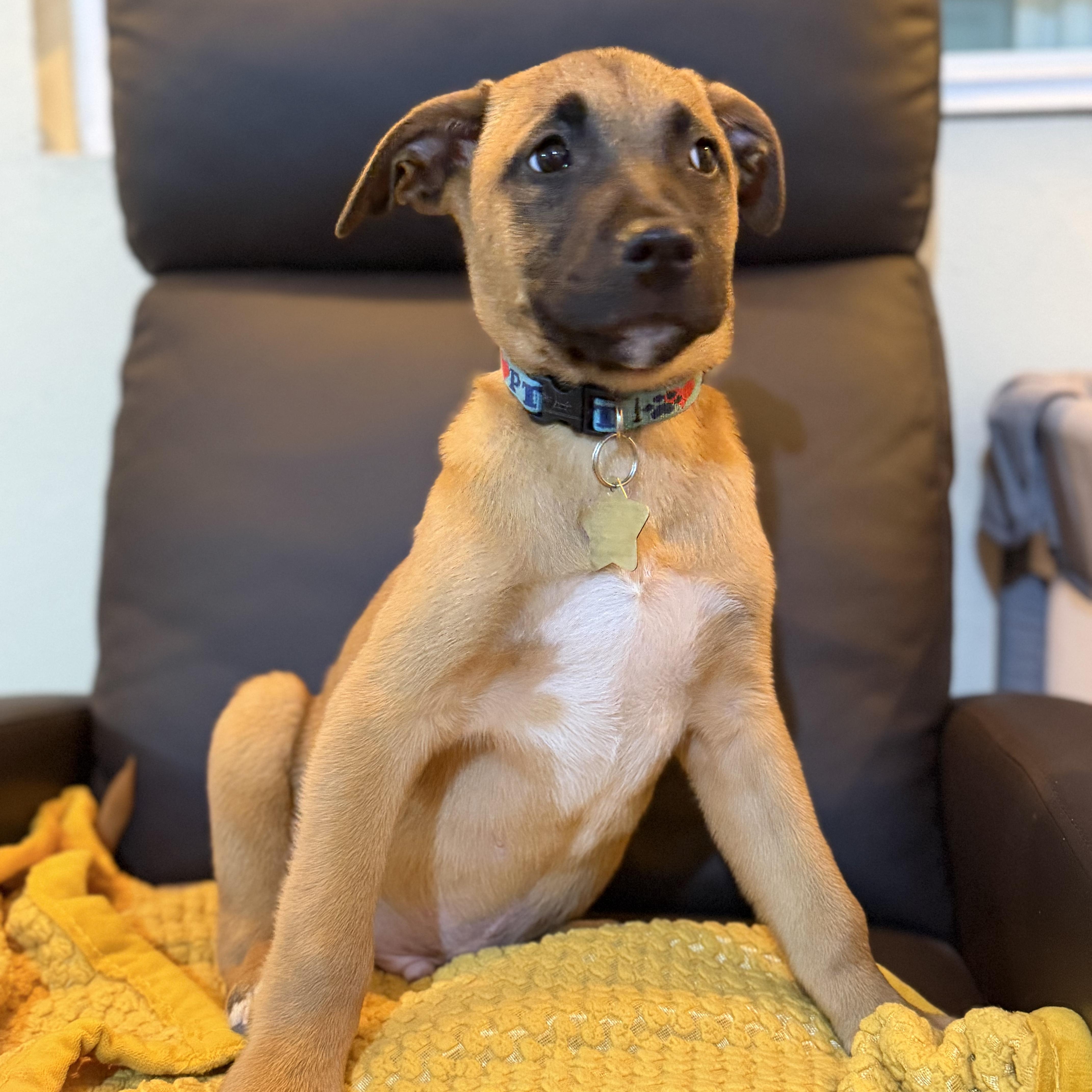 Mars, ADOPTABLE, Puppy Male Black Mouth Cur.