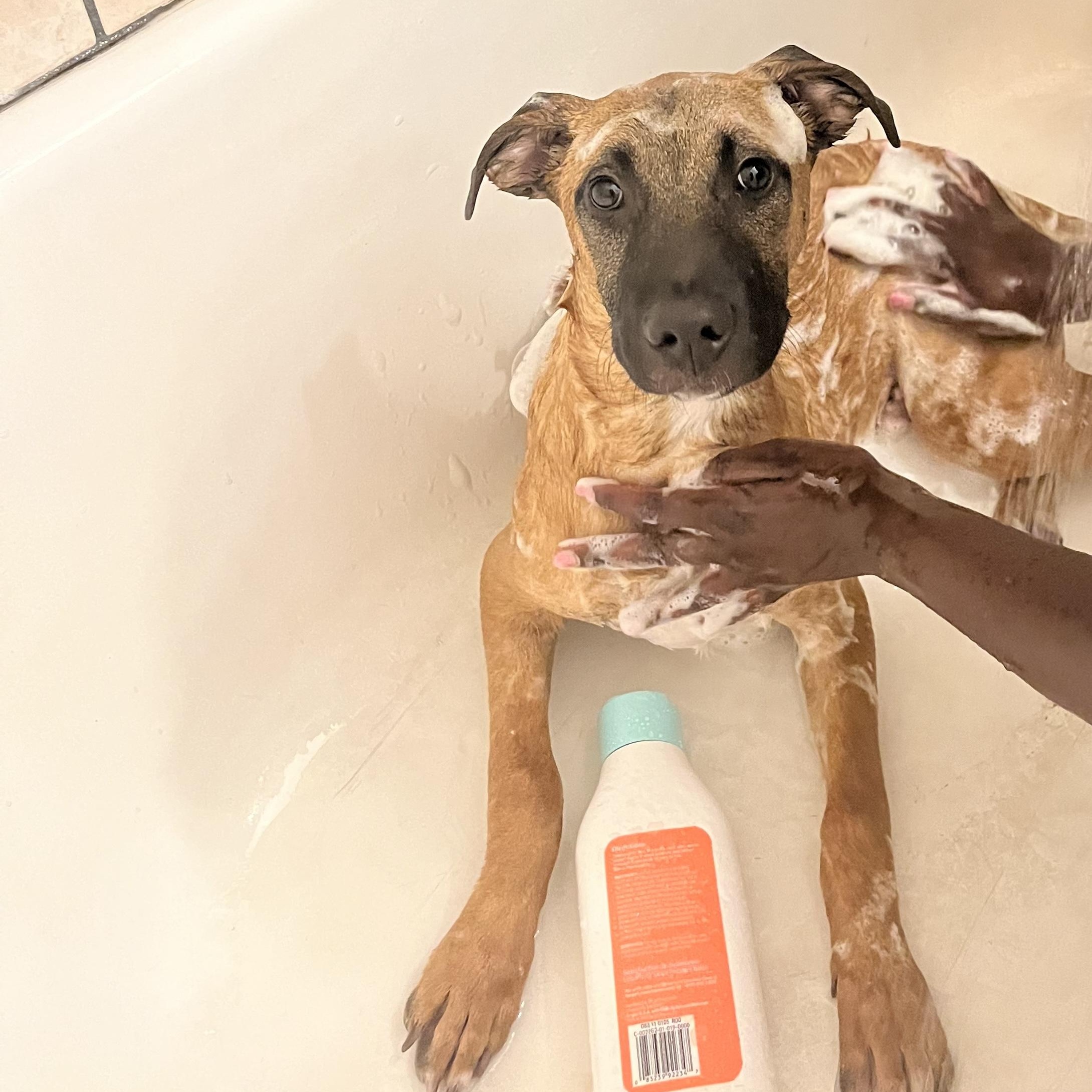 Mars, Adoptable, Puppy Male Black Mouth Cur.