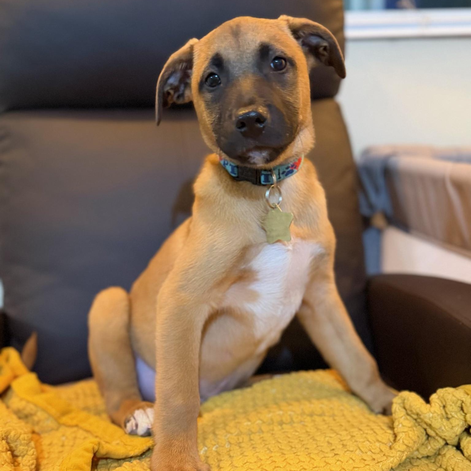Mars, a ADOPTABLE mixed breed in Los Angeles, CA image 2/2