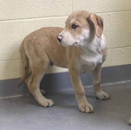 Ludwig, a ADOPTABLE Shepherd in Glasgow, KY image 2/2