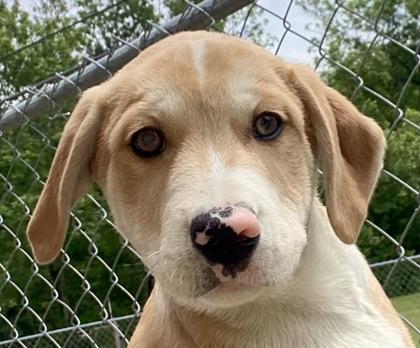 Ludwig, a ADOPTABLE Shepherd in Glasgow, KY image 1/2