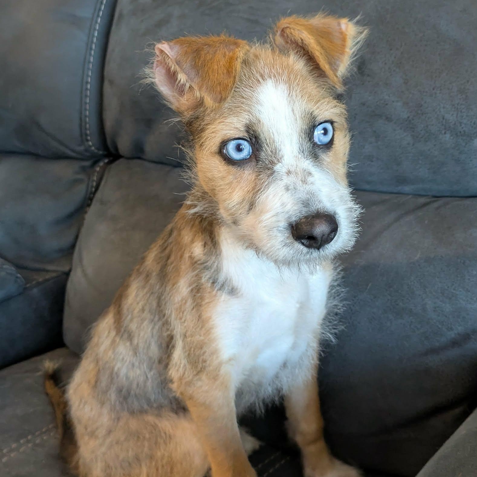 Skye — thumbnail 4