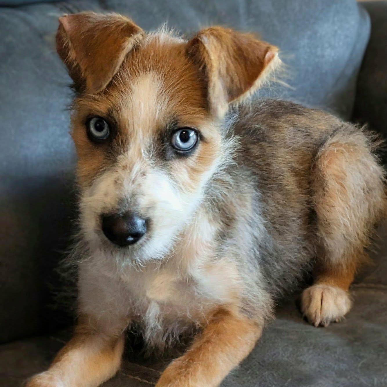 Skye — thumbnail 5