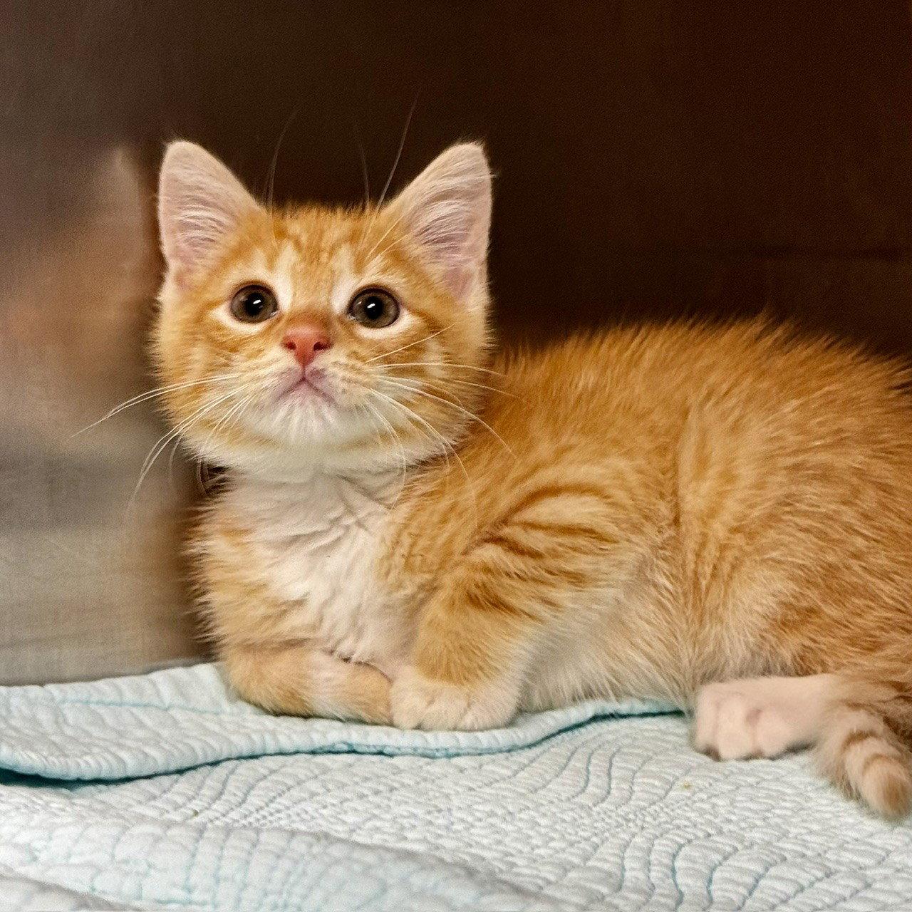 Fin, Adopted, Kitten Male Domestic Short Hair.