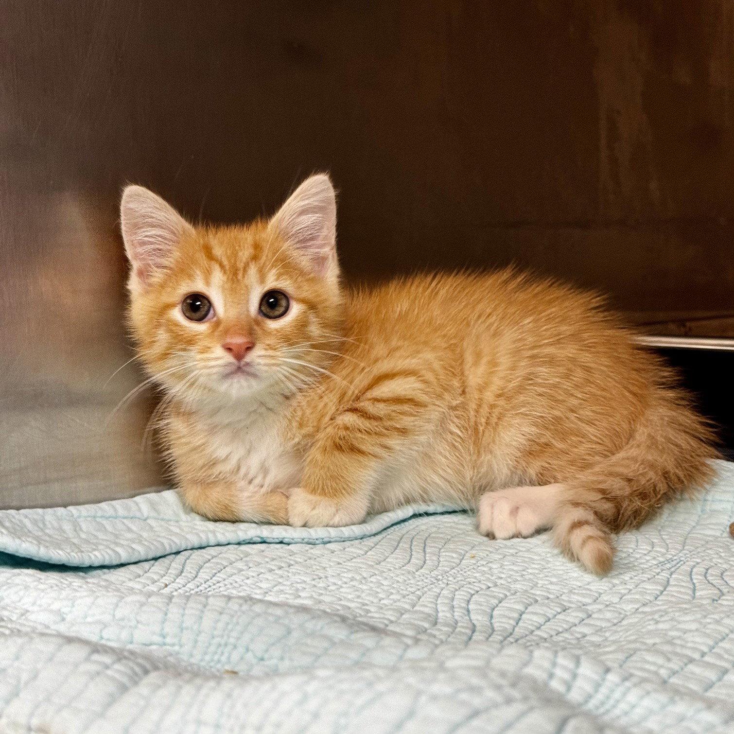 Enlarge Fin, a Adopted Domestic Short Hair in Hilton Head Island, SC image 2/2