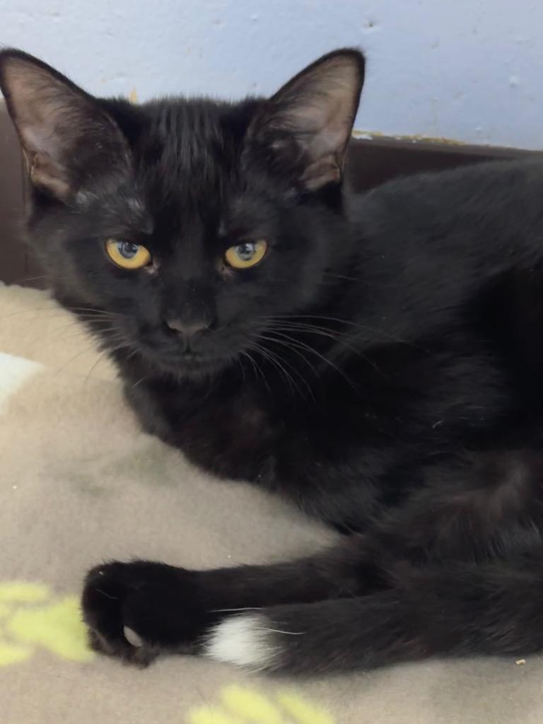 Enlarge Nora, a Adoptable mixed breed in Shorewood, IL image 4/6