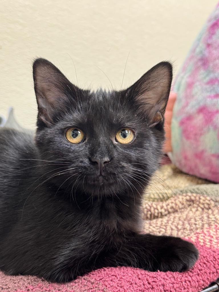 Enlarge Nora, a Adoptable mixed breed in Shorewood, IL image 6/6