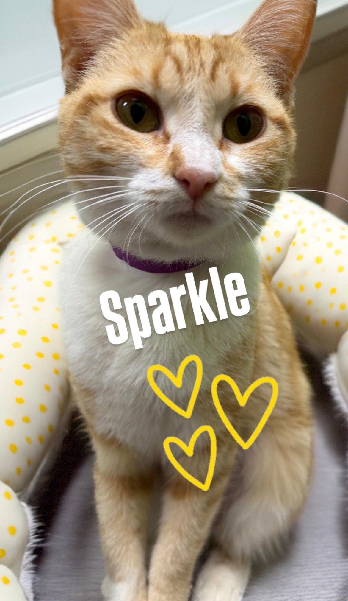 Sparkle, Adoptable, Young Female Domestic Short Hair.