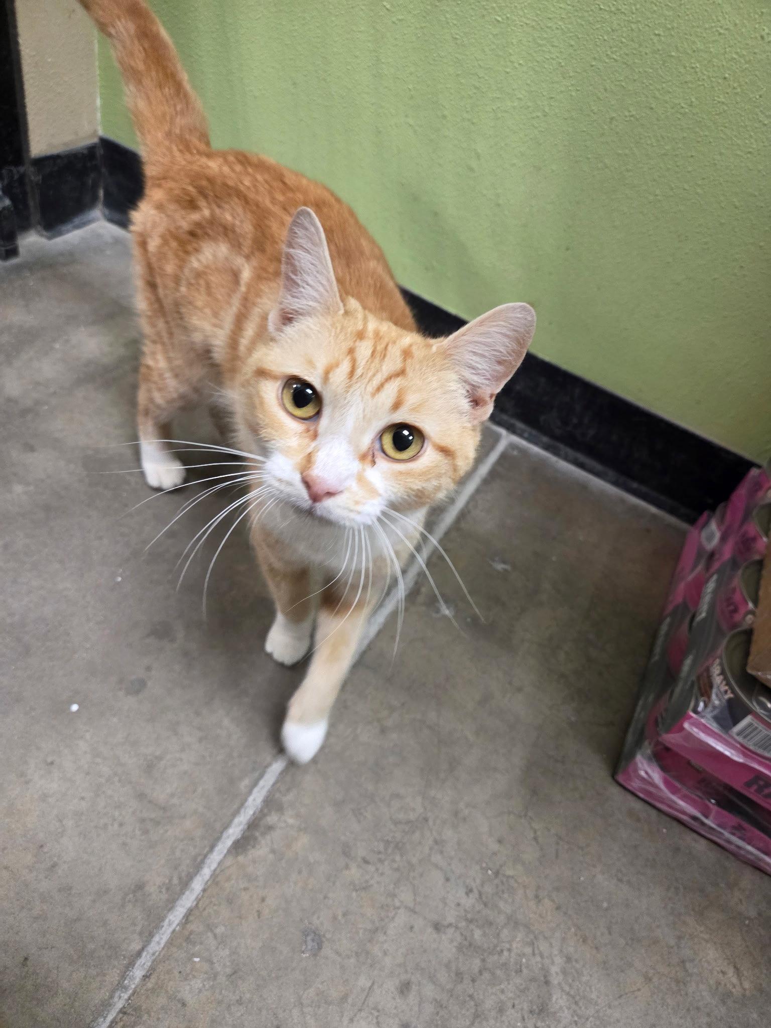 Enlarge Sparkle, a Adoptable Domestic Short Hair in Chandler, AZ image 2/2