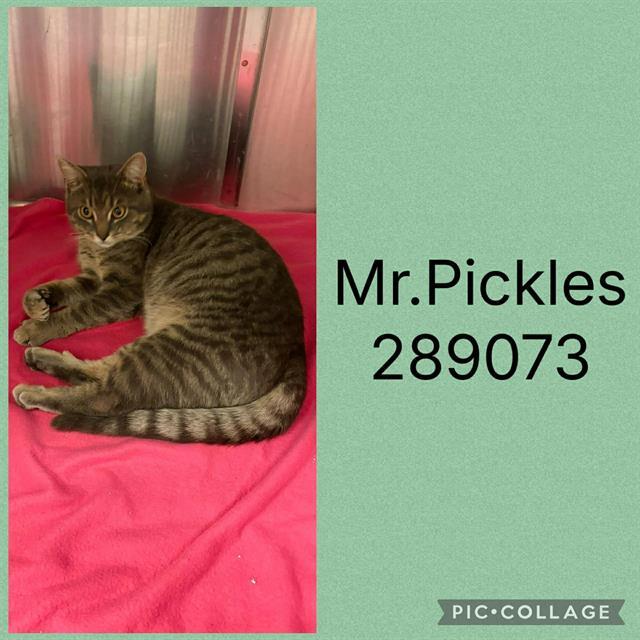 MR. PICKLES, Adoptable, Young Male Domestic Short Hair.
