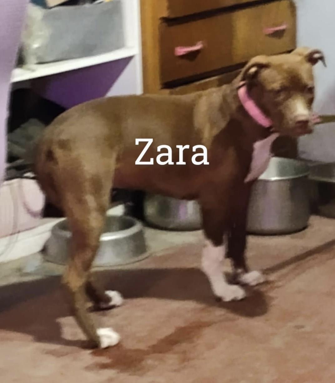 Zara, an adoptable American Bulldog, Pit Bull Terrier in Ephrata, WA, 98823 | Photo Image 1