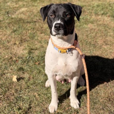 Enlarge Girlie, a Adoptable mixed breed in Sparta, NJ image 2/6