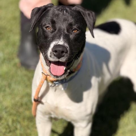 Girlie, Adoptable, Young Female Great Pyrenees & Rat Terrier.
